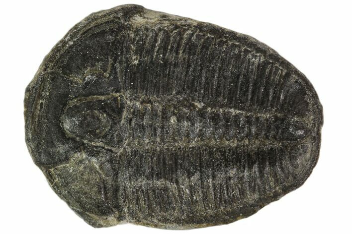 Elrathia Trilobite Fossil - Utah #108646